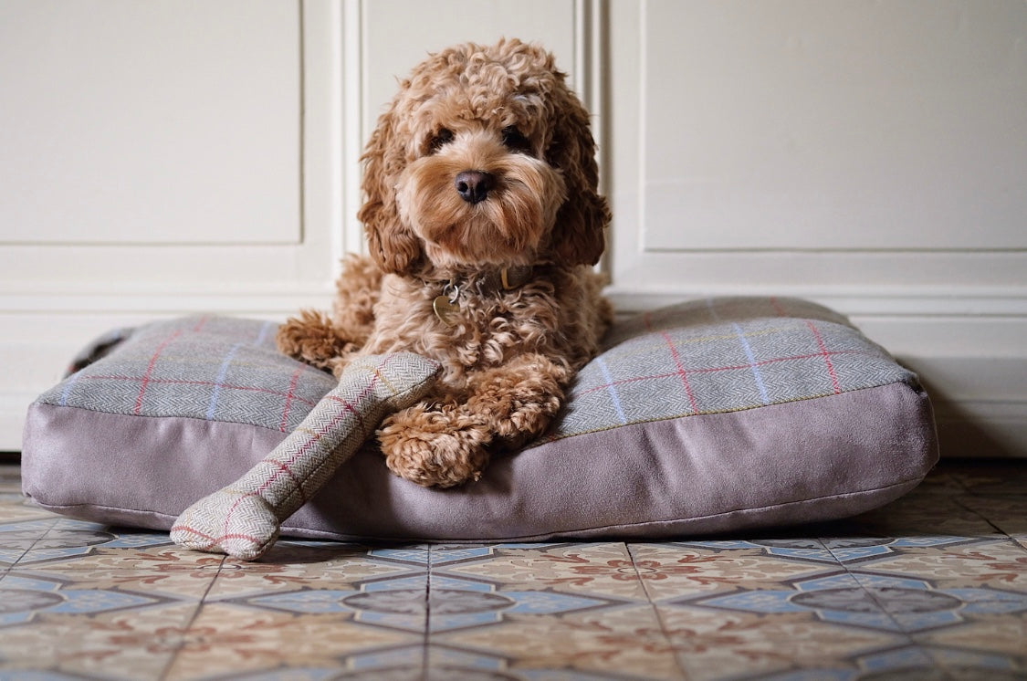 F3 2024 cockapoo puppies