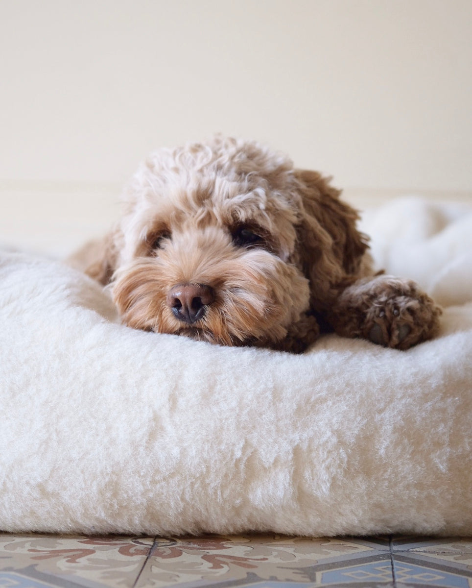 Alpaca Dream Dog Bed Nugget Nielsen