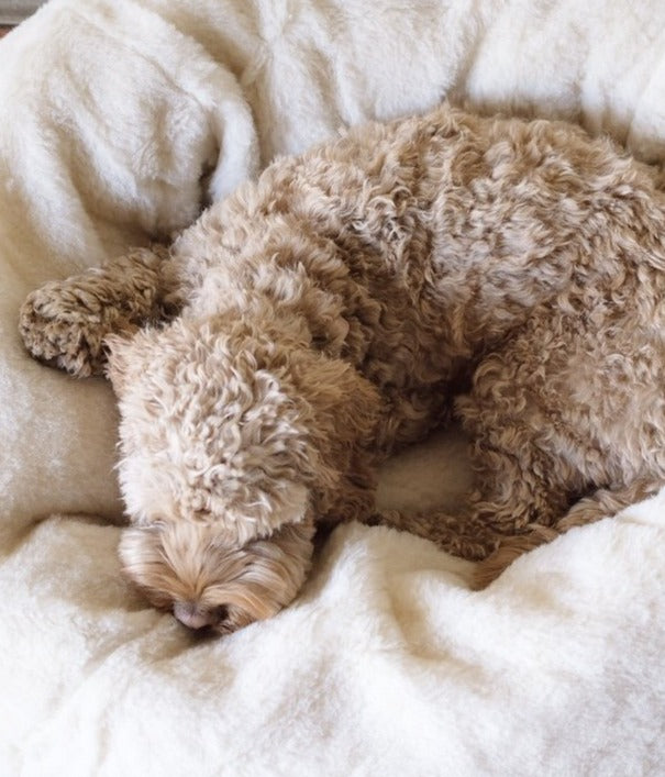 Alpaca Dream Dog Bed Nugget Nielsen