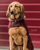 Dog Coat Bordeaux