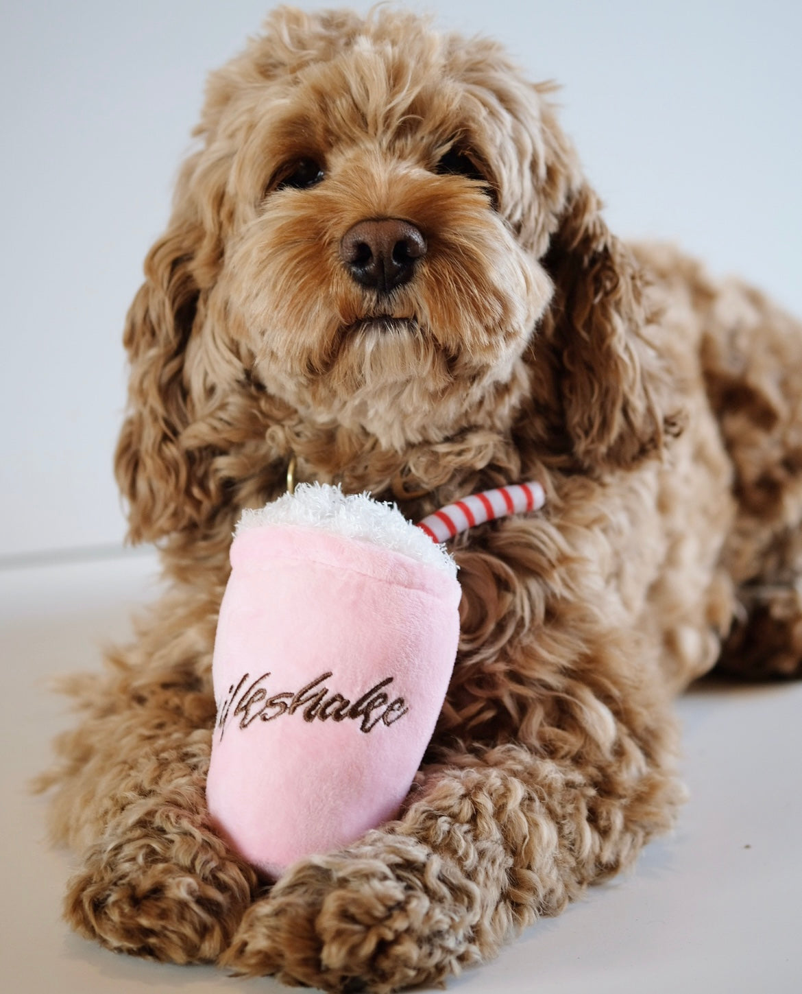 Milkshake hotsell dog toy