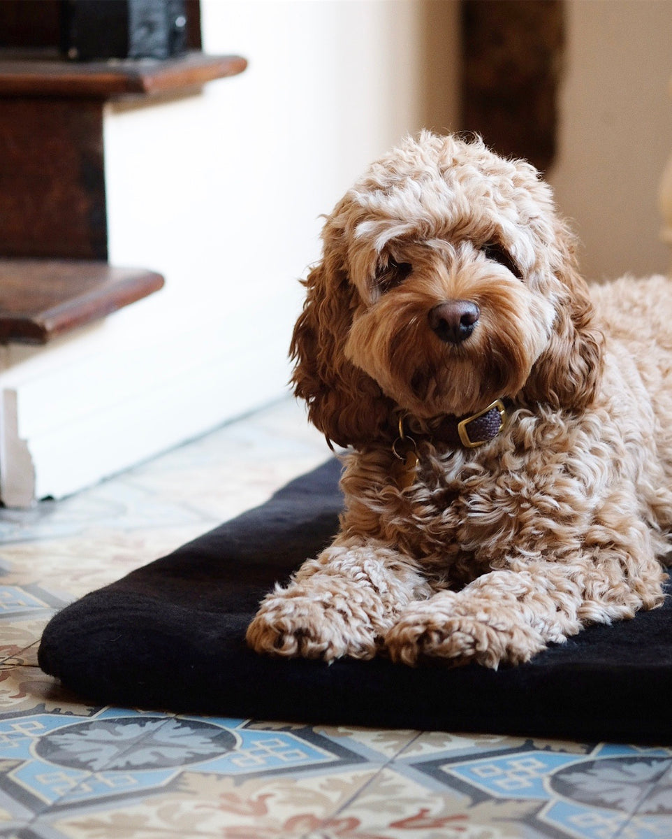 Shearling dog cheap bed